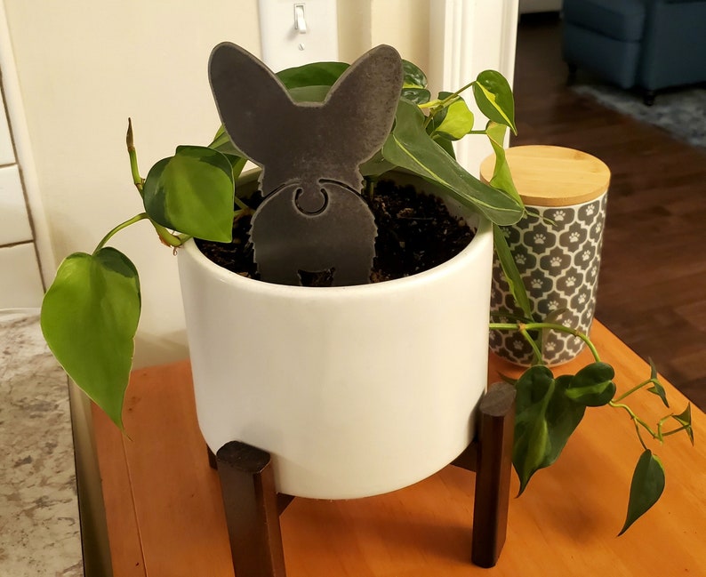 Puppy-Sized Corgi For Planters